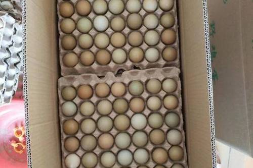 82/个 养殖户出售七彩山鸡蛋零售批发,保证新鲜,破损包赔,欢